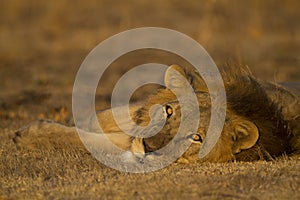 Male lion lying down looking at the camera