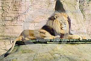 Male lion lying down