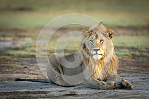 Male lion lying down in Ndutu plains in Tanzania