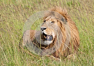 Male lion lying in the grass