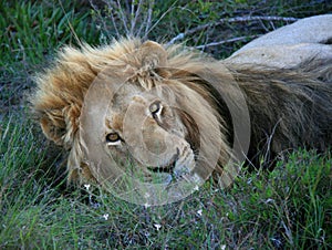 Male lion lying on grass looking at camera