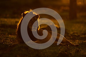 Male lion lying on grass at sunrise photo