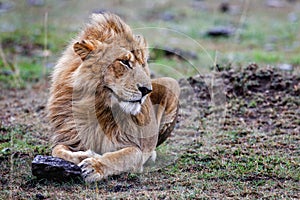 Male lion lying in the grass at sunset Masai Mara.