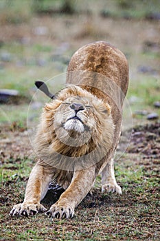 Male lion lying in the grass at sunset Masai Mara.