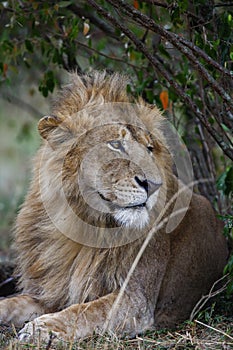 Male lion lying in the grass at sunset Masai Mara, Kenya. Close up