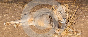 Male lion lying on the ground at night