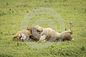 Male lion lying on its back in green grass in Ngorongoro Crater in Tanzania