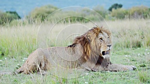 Male lion in Maasai Mara National Reserve in Kenya, Africa, Beautiful African Wildlife on Safari in