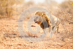 Male Lion marking his territory