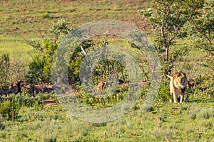 A male lion marking territory on a bush  Panthera Leo, Welgevonden Game Reserve, South Africa.