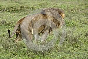 Male lion marking territory, Tanzania