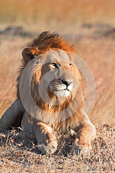 Male lion in Masai Mara