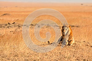 Male lion in Masai Mara