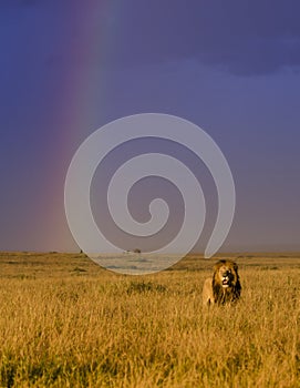 Male Lion in the Masai Mara with rainbow