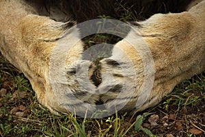 Male lion massive paws