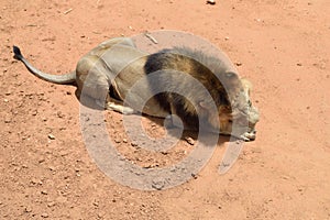 Male lion, Namibia