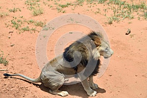 Male lion, Namibia