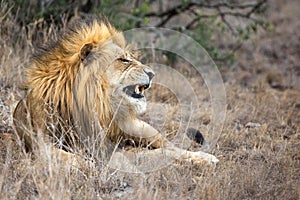 Male lion in natural bush