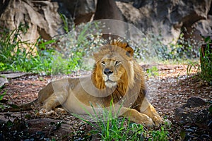 Male lion in the natural forest.