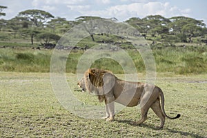 A Male Lion in the Ndutu area, Tanzania