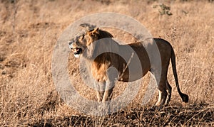 Male lion in Ngorongoro Crater