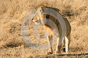 Male lion in Ngorongoro Crater