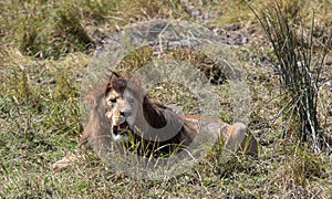 Male lion in Ngorongoro Crater, Tanzania, Africa