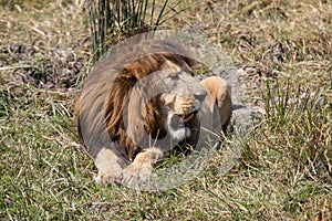Male lion in Ngorongoro Crater, Tanzania, Africa