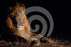 Male lion at night