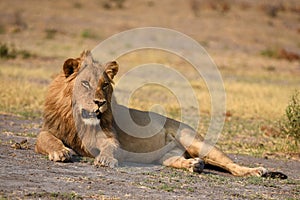 Male Lion at Okavango Delta