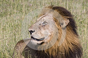 Male Lion. Old male lion in savanna of Serengeti, Tanzania, Africa
