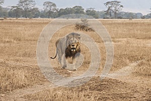 Male Lion, in Savanna of Ngorongoro Crater, Tanzania, Africa photo