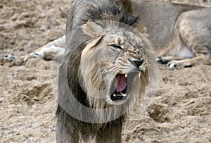 Male lion with open jaws