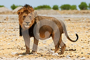 Male lion Panthera leo