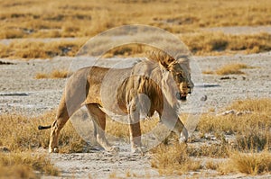 Male lion Panthera leo