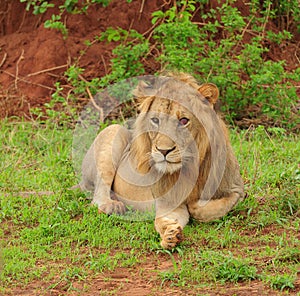 Male Lion (Panthera Leo)