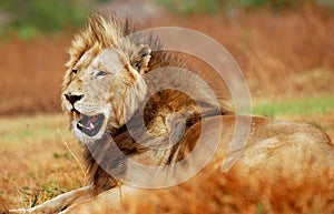 Male Lion - Panthera Leo