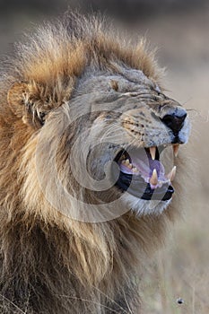 Male Lion Panthera leo - Botswana