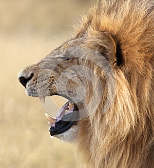 Male Lion - Panthera leo - Botswana