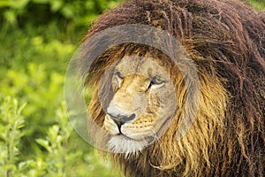 Male lion Panthera leo close-up and side portrait