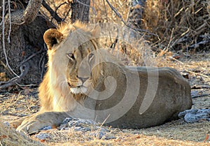 Male lion (Panthera leo), Etosha, Namibia