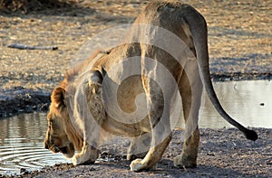 Male lion (Panthera leo), Etosha, Namibia