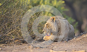 Male Lion (Panthera leo) grooming