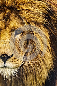 male lion (Panthera leo) half head portrait