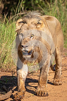 Male lion  Panthera Leo Leo running for other lions, Pilanesberg National Park, South Africa.