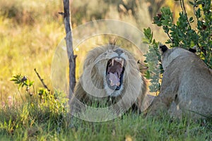 A male lion  Panthera Leo Leo showing his teeth, Welgevonden Game reserve, South Africa.