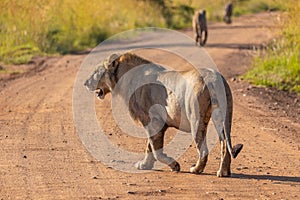 Male lion  Panthera Leo Leo standing on the road, Pilanesberg, South Africa.