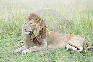 Male lion Panthera leo lying down in savannah