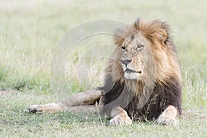 Male lion Panthera leo lying down in savannah