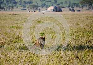 Male lion Panthera leo lying in the shallow shadows of a tree, in the background a hot-air balloon safari